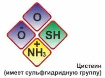 амінокислоти