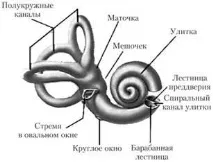 слуховия