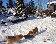 вашият алпийска