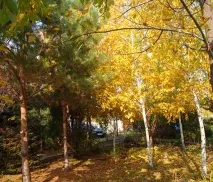 чифлик алпийска