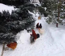 алпийска градината