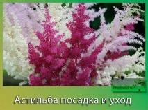 открито