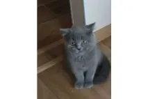 В’язка. запрошуємо британських кішок язка