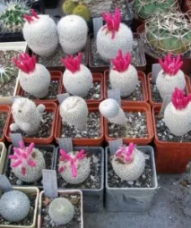Epithelantha діаметрі