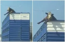 джерел