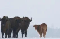 стор