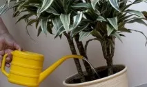 Хвороби драцени та їх лікування фото поразок рослини хвороби