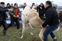 закликав