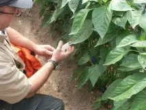 Хвороба перцю - що потрібно знати городникам перцю