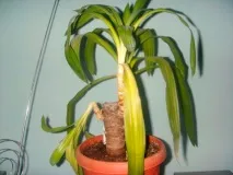 Хвороби драцени та їх лікування фото поразок рослини драцени
