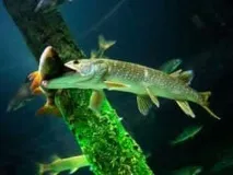 будова