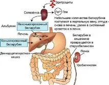 какво билирубин