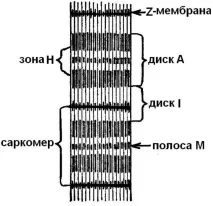 мускулна механична работа