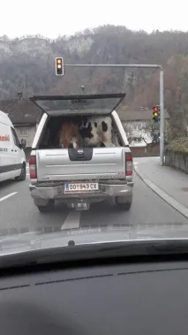 нові