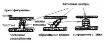 мускулна мускулна