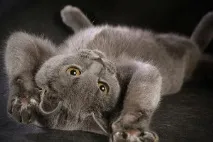 котка британска