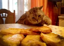 кастрирани котки кастрирана