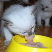 храним котка