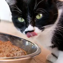 бъбречна котка