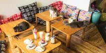 Відкриття котокафе - бізнес на кішках, Багато ідей для малого бізнесу кішках