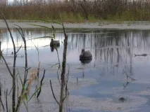 мнение пълнени животни