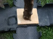 дърво палмово