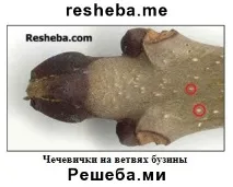 дървесни клетки дървесни клетки