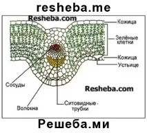 долната страна параграф