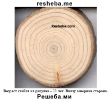дървесни клетки кората дървото