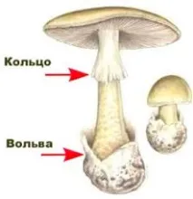 гъби отравяне