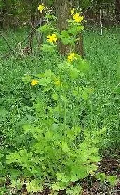 Чистотіл великий (Chelidonium majus) також
