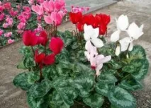 социална фобия социална фобия