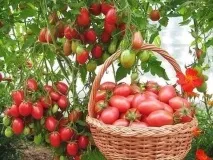 Щоб було більше помідорів, ніж зелені на них було