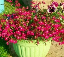 lobelia цветни