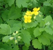 Чистотіл великий (Chelidonium majus) chelidonium