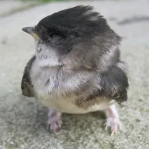 їдять