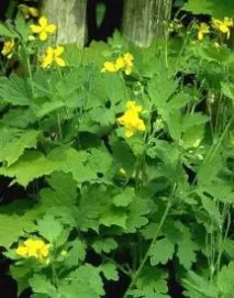 Чистотіл великий (Chelidonium majus) majus