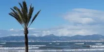 наистина палмовото масло