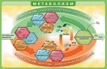 диета
