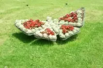 Довгоквітучі квіти для клумби – ідеальний варіант для створення гарного декору квіти