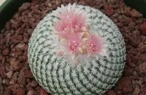 Епітеланта (Epithelantha), Догляд, види, фото догляд