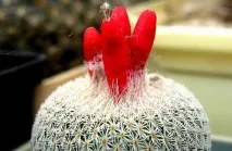 Епітеланта (Epithelantha), Догляд, види, фото фото