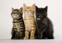 котки обучение