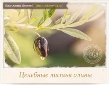 маслинови