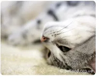 котки котки
