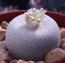 Епітеланта (Epithelantha), Догляд, види, фото догляд