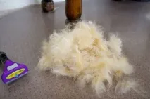 large hair