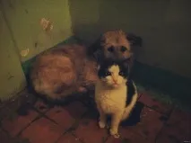 василий това