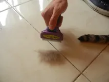short deluxe
