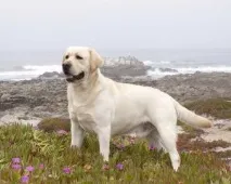 кучета кучета